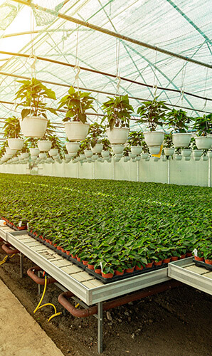 State Supported Greenhouse Insurance